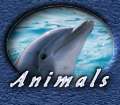 Animals, dolphins, whales, sharks, fishes, etc...