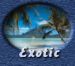 Exotic shores
